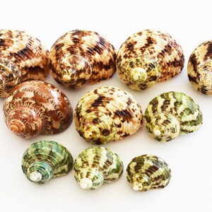 May include: A collection of ten seashells in various shades of brown, green, and white. The shells have intricate patterns and textures.