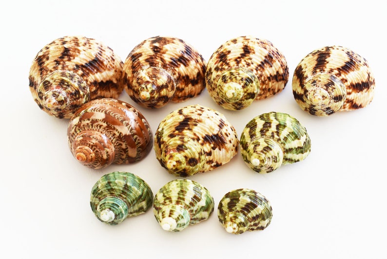 May include: A collection of ten seashells in various shades of brown, green, and white. The shells have intricate patterns and textures.