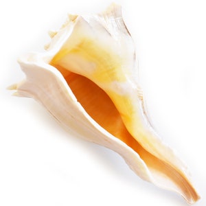Large "Left Handed" Lightning Whelk Shell (6") Seashell Beach Decor Native American Crafts - Spiritual (Bosycon Sinistra) image 2