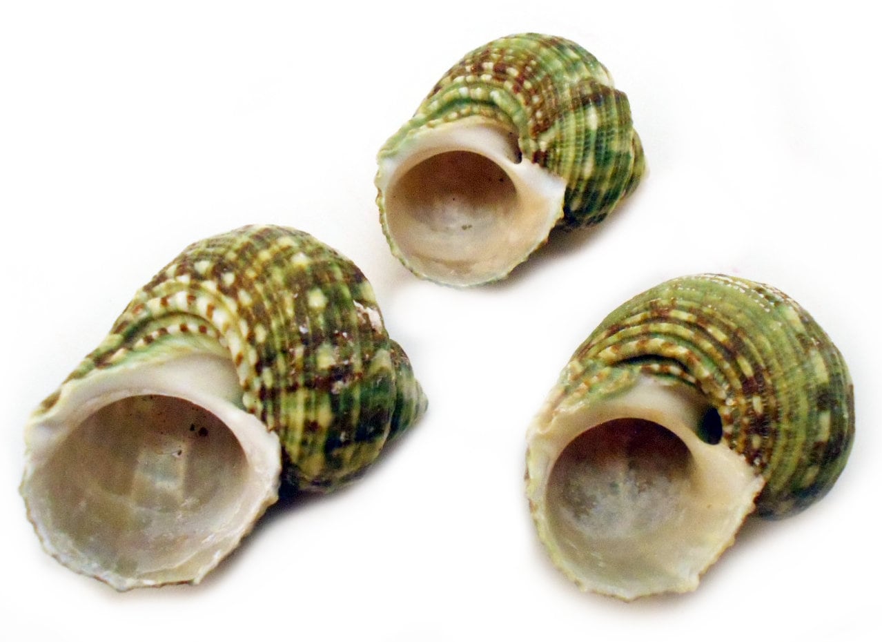 Set of 12 Small Natural Green Turbo Shells (size 3/4"-1.25"/ Open. 1/2 ...