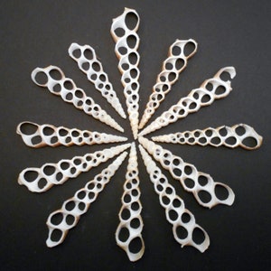 May include: A collection of white and tan seashells arranged in a circular pattern against a black background. The shells have a long, slender shape with a series of large, oval holes along their length, creating a unique, open design. The arrangement resembles a sunburst.