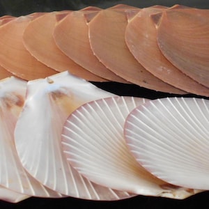 May include: A collection of scallop shells, showcasing a variety of colors and textures. The shells are arranged in two groups, with the top row displaying a warm, tan hue and the bottom row featuring pearlescent white shells with pink edges.