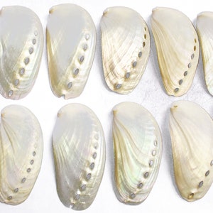 May include: Twelve iridescent white abalone shells with a pearlescent sheen. Each shell has a row of small, round holes along the edge.