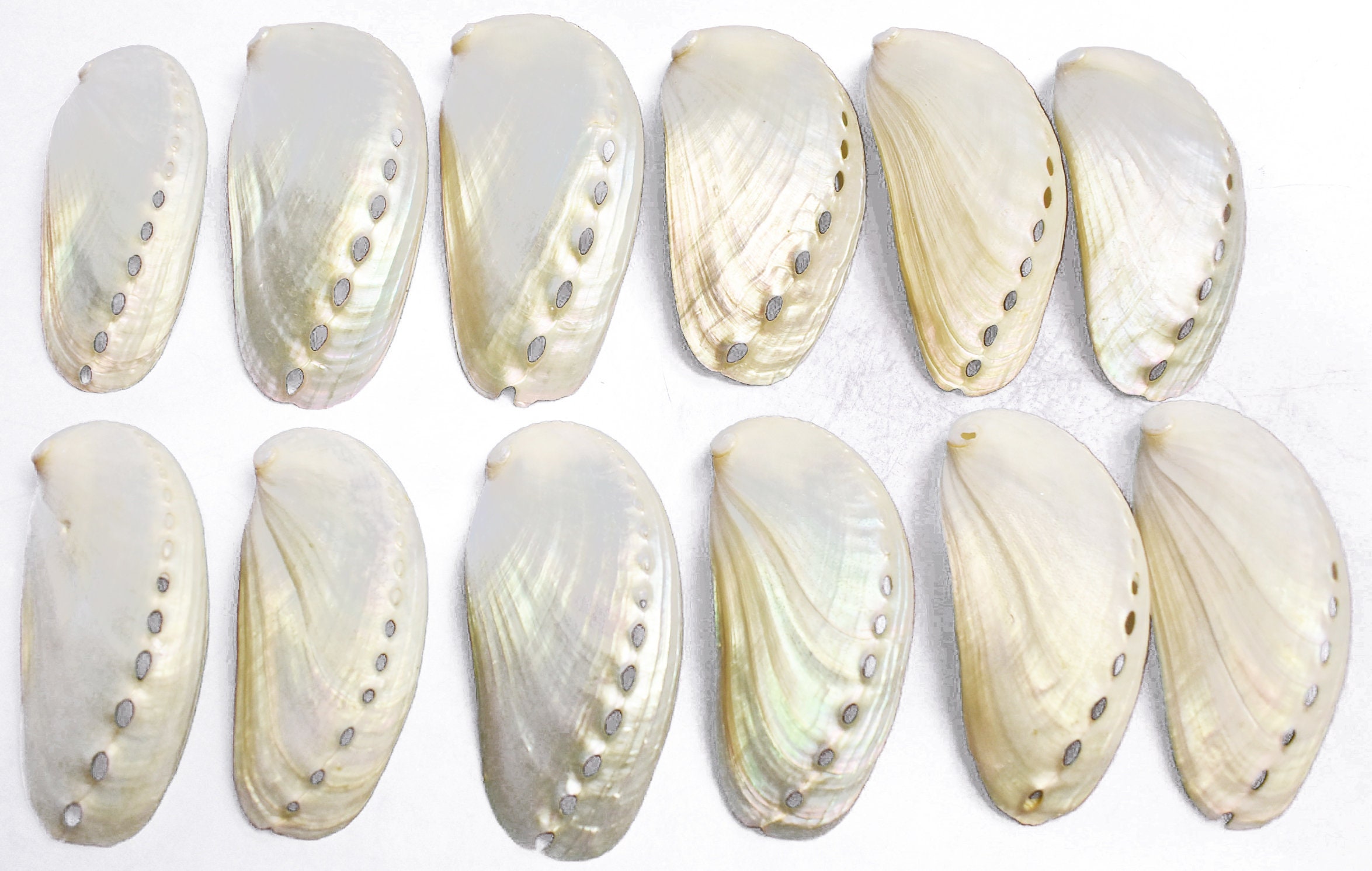 Set of 6 Pearl Abalone Shells 2 1/23 / 6577 mm Etsy