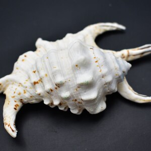 3-Pack: Beautiful Spyder Conch Shell Lambis Chiragra 4-5 Collection/Decor Air Plant Holder image 4