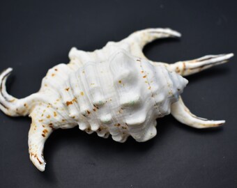 蘭アミコケムシa2+③ ツノナガコブシ　クサイロカノコ　アンティーク貝殻 Beautiful Spyder Conch Shell (lambis Chiragra) 4-5