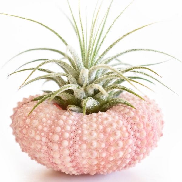 One Beautiful Air Plant w. Pink Sea Urchin Nautical Gift Beach Wedding Decor