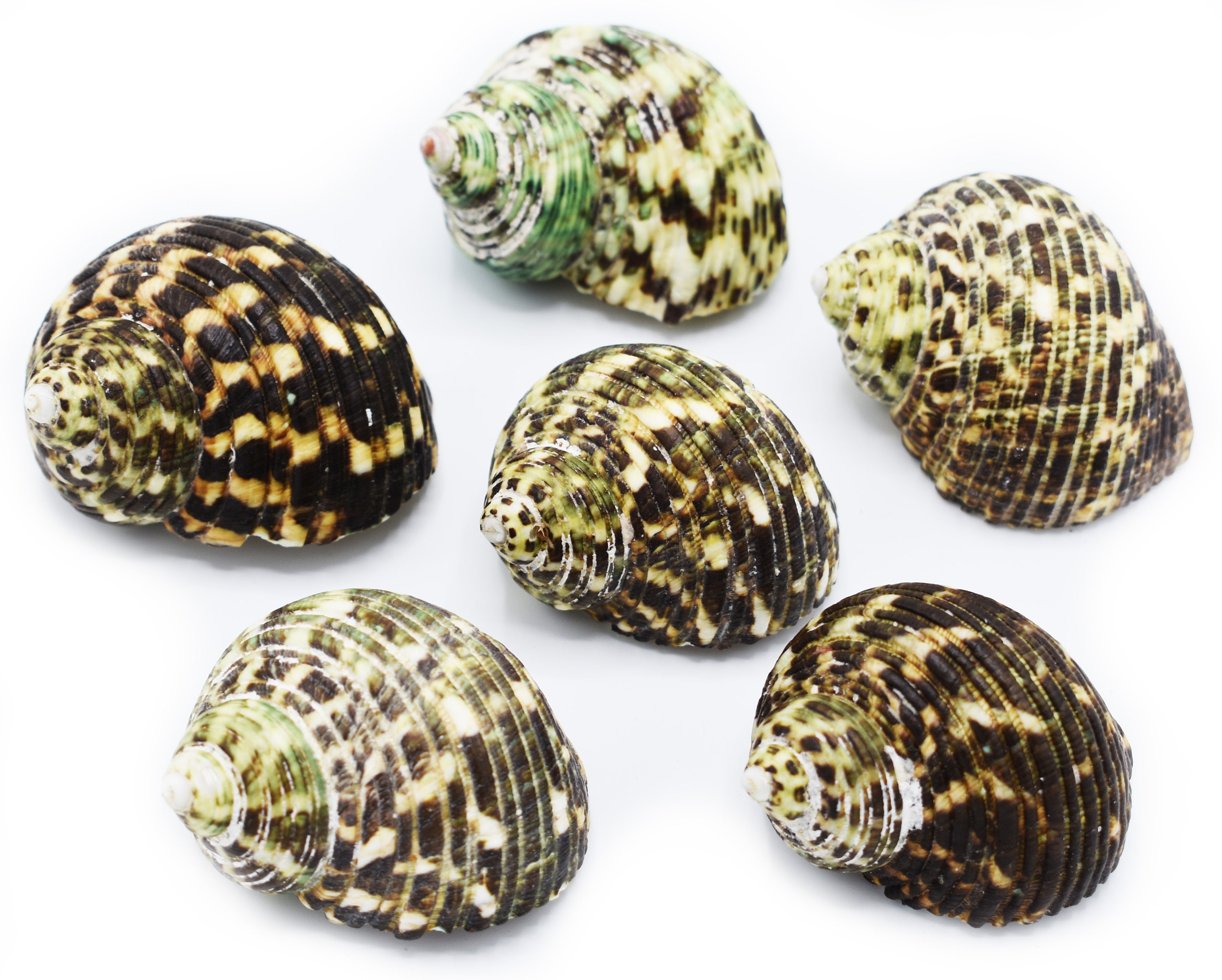 Hermit Crab Shell Set 6 Large Turbo Changing Shells Size 2 2 Etsy