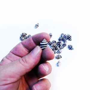 100 tiny Bee Hive Mini Shells 1/4" -1/2" Engina Mendicaria Seashell Craft Hobby image 3