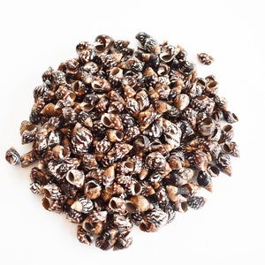 May include: A large pile of small, brown and white seashells. The shells are all different shapes and sizes, and they are arranged in a random pattern.
