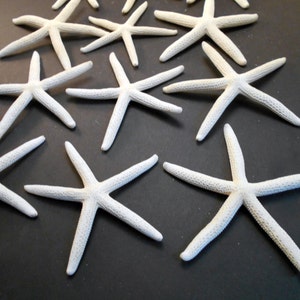 Set of 6 White Finger Starfish 5" - 6" Beach Weddings Crafts Coastal Decor Nautical