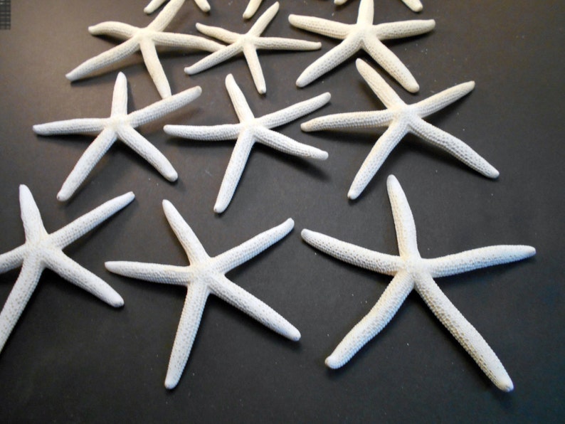 Set of 6 White Finger Starfish 5 6 Beach - Etsy