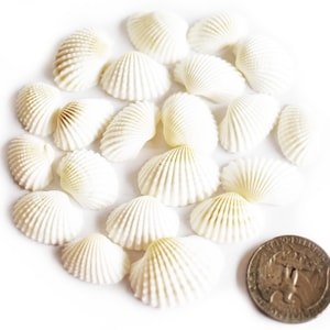 Bulk 2 Lbs (Hundreds) Tiny White Ark Shells Seashells (3/4"- 1 1/4") Beach Wedding Hobby Craft Vase Filling