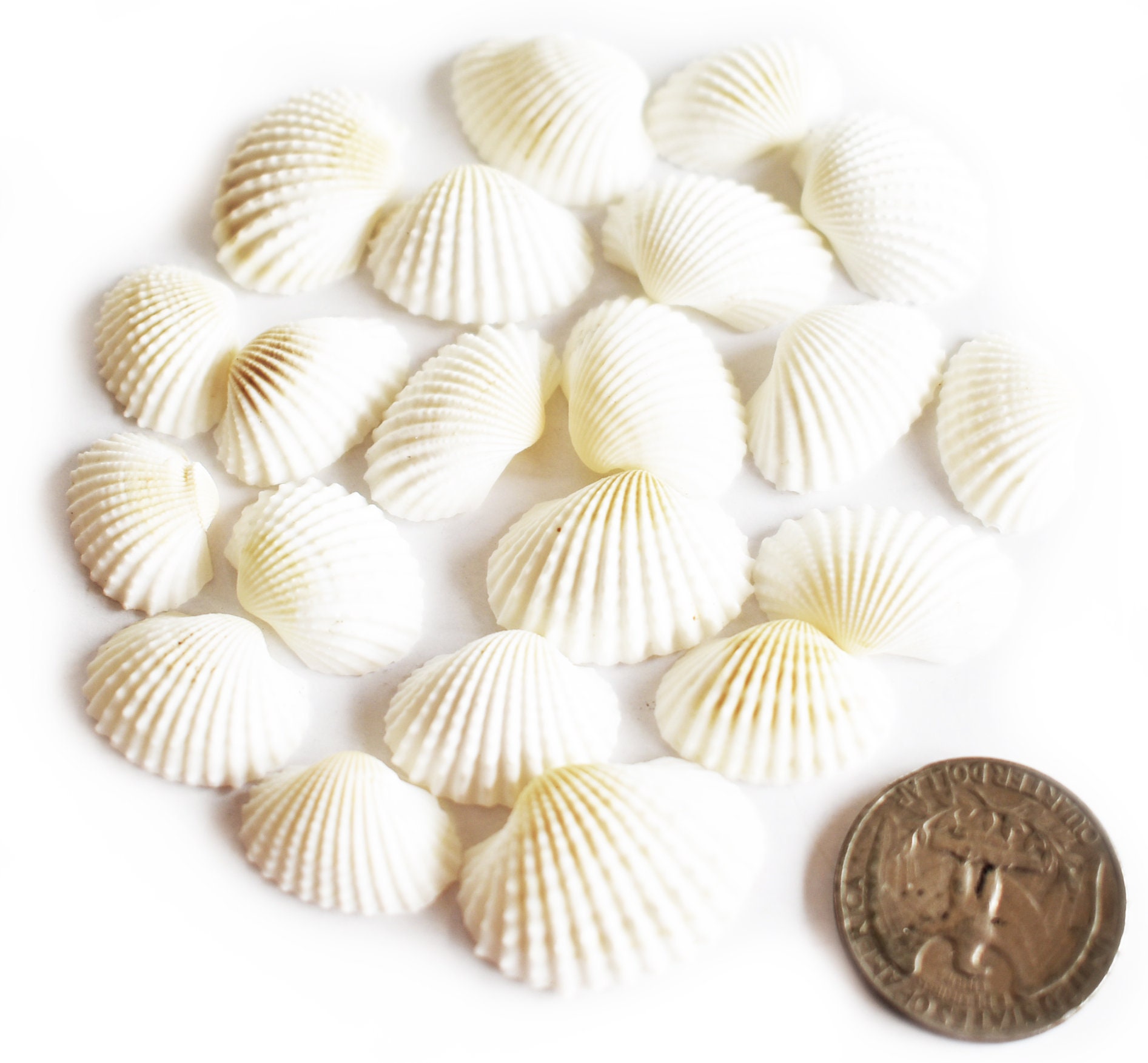Bulk 2 Lbs (hundreds) Tiny White Ark Shells Seashells (3/4