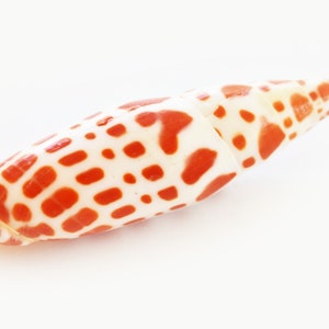 Set of 12 Episcopal Miter Shells (mitra Mitra) 3-4