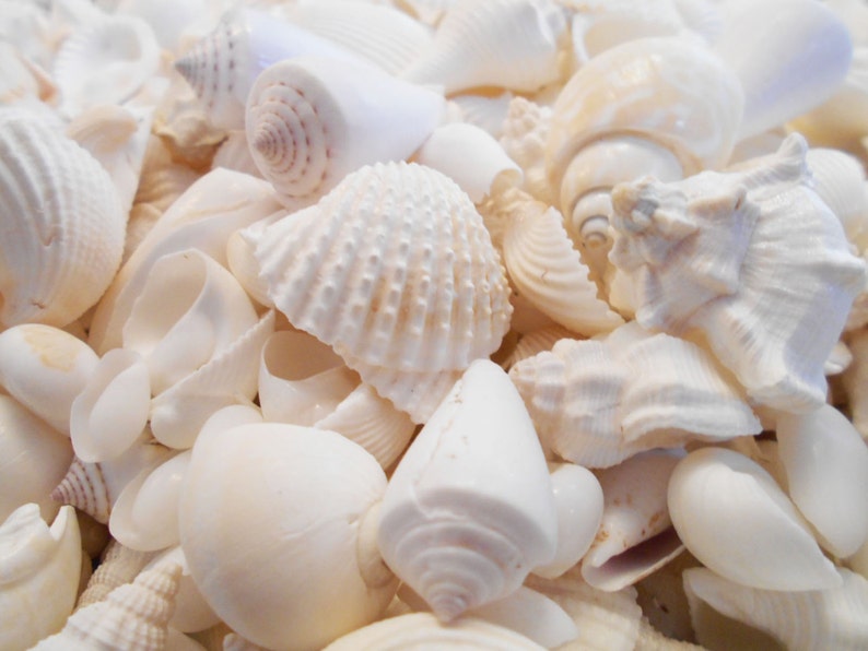 Bulk 4 Lbs Medium Size White Shell Mix Seashells Shellcraft - Etsy