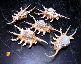 Set of 6: Beautiful Spyder Conch Shell (Lambis Scorpio) 4-5" Beach Decor Display