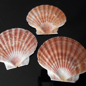 6 Irish Flat Scallops Shells Seashells 3&quot;-4&quot; Crafts Beach Cottage Nautical Decor