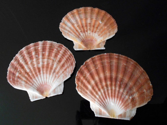 6 Irish Flat Scallops Shells Seashells 34 Crafts - Etsy