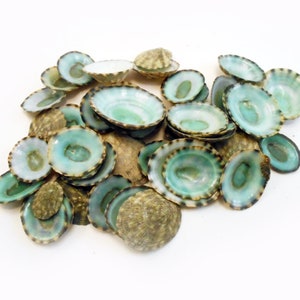 Set of 12 Select Emerald Green Mexican Limpets (1/2"-1" / 13-25 mm) Beach Crafts Coastal Decor Arts and Crafts