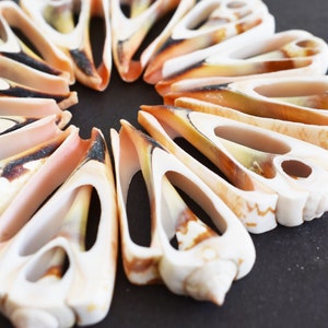 May include: A collection of 18 white, brown, and orange seashells arranged in a circle on a black background. The shells are long and narrow with a hole in the center.