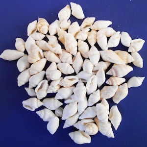 May include: A collection of small, white seashells with a slightly off-white or cream color. The shells are arranged in a random pattern on a blue background.