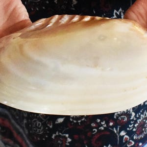 May include: A large, white seashell with a pearlescent sheen. The shell is smooth and has a slightly rounded shape.