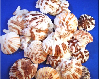 100 Pecten Tranquebaricus Shells Seashells (1 - 2") Arts & Crafts. Coastal Decor