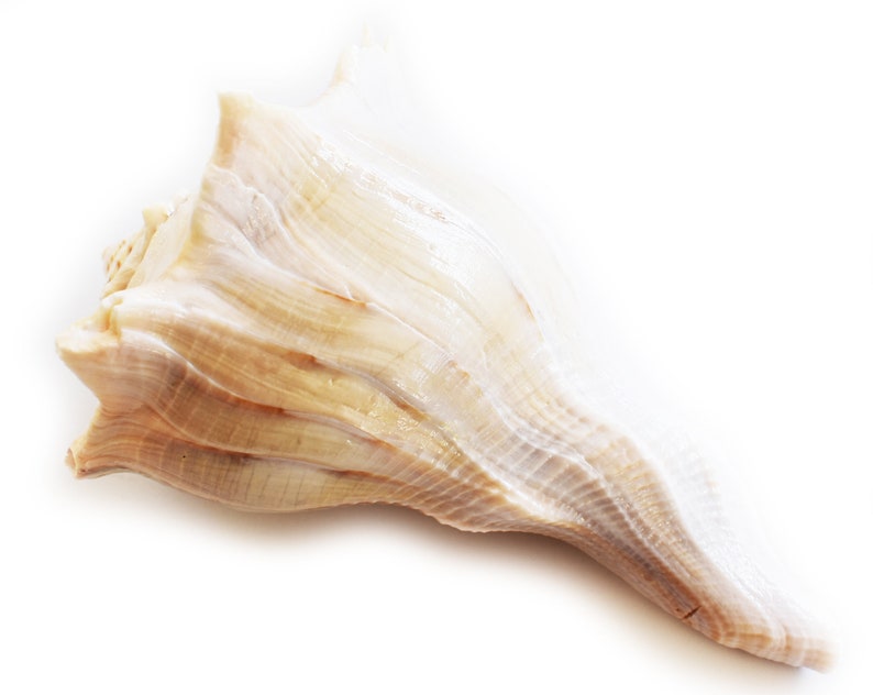 Large "Left Handed" Lightning Whelk Shell (6") Seashell Beach Decor Native American Crafts - Spiritual (Bosycon Sinistra) image 3
