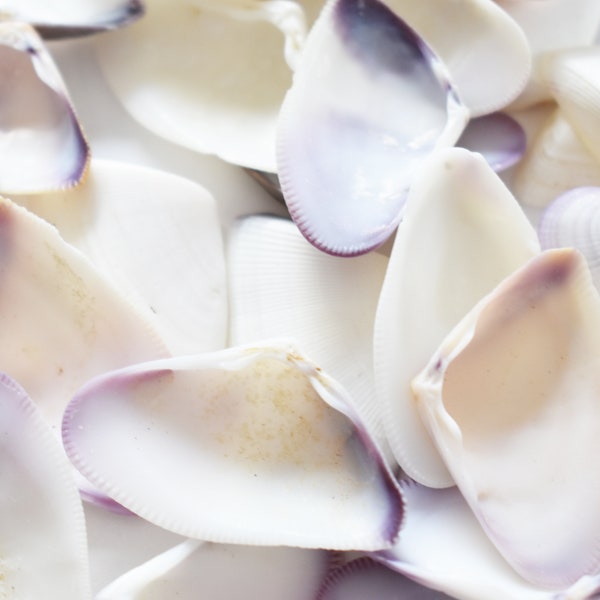 100 Natural Purple / White Donax Shells (1-1.5") Beach Arts & Crafts Vase Fill