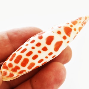 May include: A white seashell with a distinctive orange and white spotted pattern. The shell is long and narrow, resembling a cone shape.