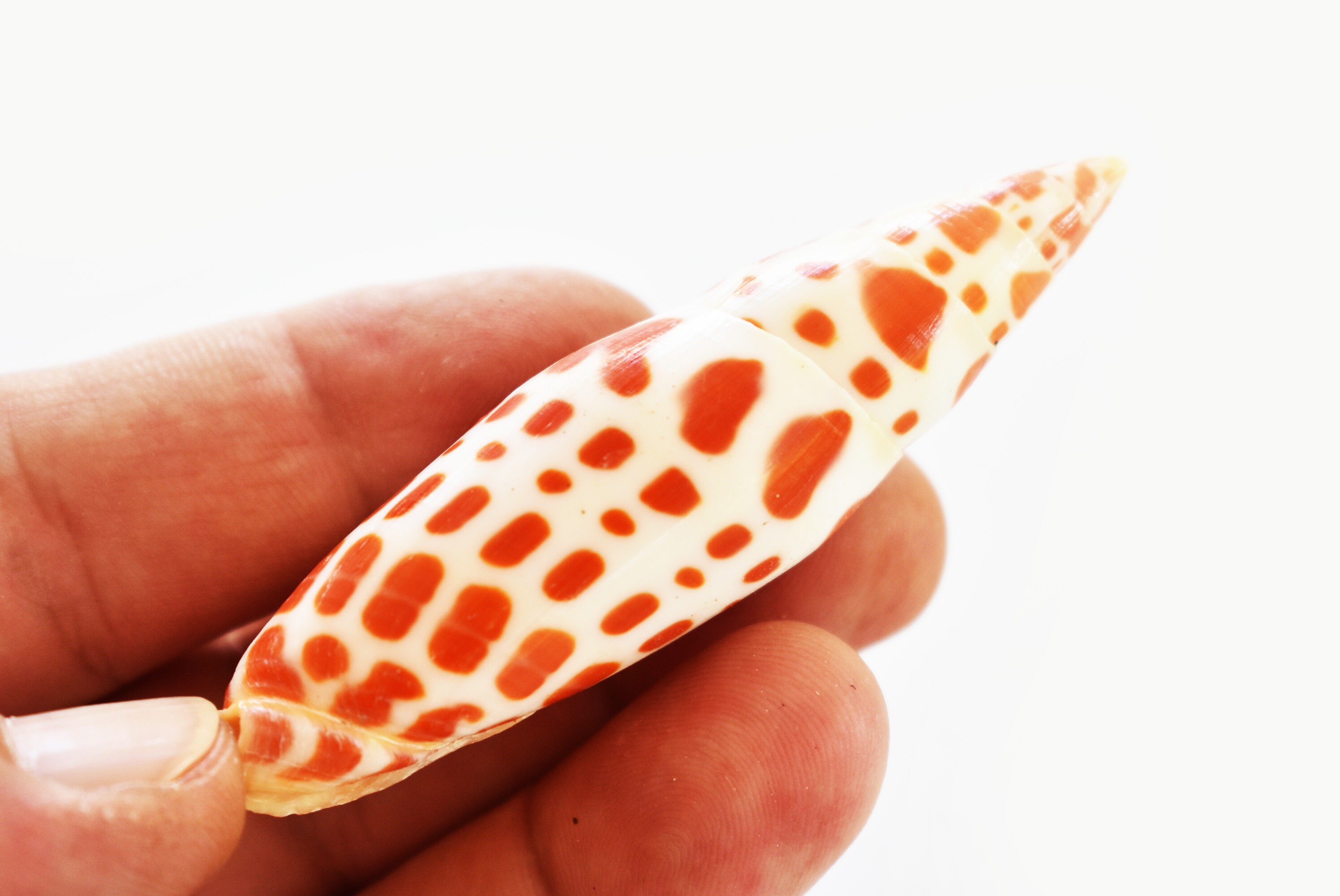 Set of 12 Episcopal Miter Shells mitra Mitra 2-3 | Etsy