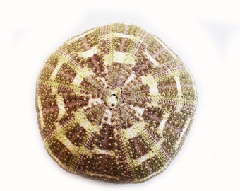 1 Beautiful Small Alfonso Gator Sea Urchin 2 1/2" Coastal Beach Crafts
