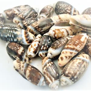 May include: A collection of cone-shaped seashells with a mix of brown, tan, and white patterns. The shells have a smooth, glossy texture and vary in size, creating a natural, organic display. These shells are perfect for beach-themed decor.