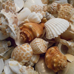 Bulk 4 lbs (about a Gallon) of Medium Size Tropical Shell Mix (3/4" - 1 1/2") 300+ Seashells Crafts Beach Decor