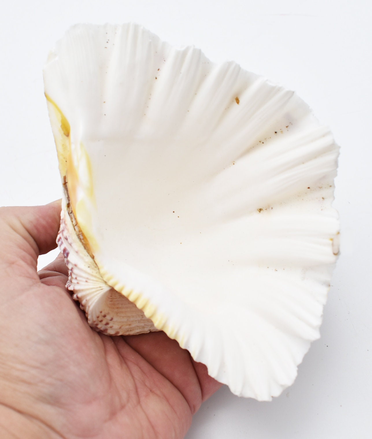 Stunning Bear Paw Clam Shell Half (about 5") Seashell Decouphage Crafts Decor