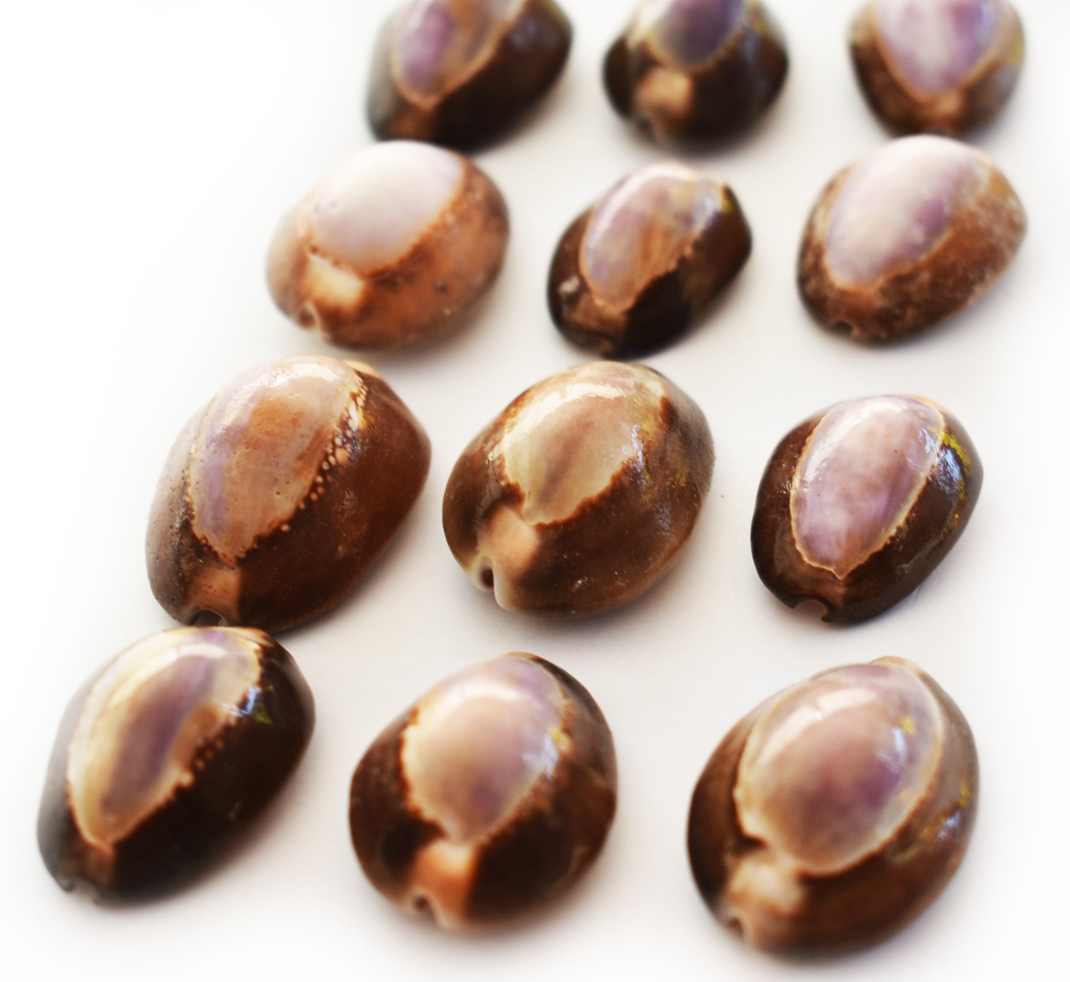 Snake Shells Set of 50 Purple Top Snake Head Cowries Shells Seashells Beach Crafts ...