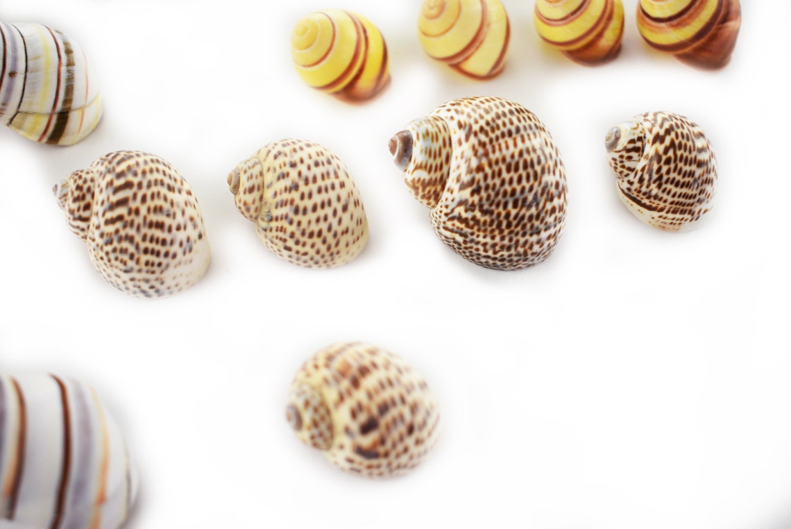 4 Shell Hermit Crab Set Assorted For Medium To Large Hermit