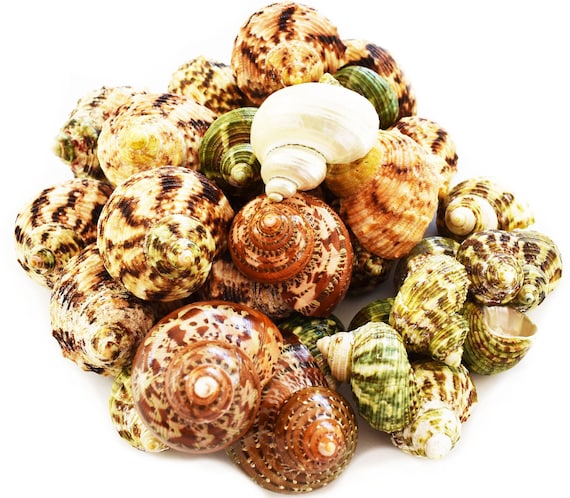 30 Select Assorted Turbo Hermit Crab Shells Lot 1"-2" Size (Opening 1/2"-1") Includes Polished Tapestry, Green, Silver Turbos and more