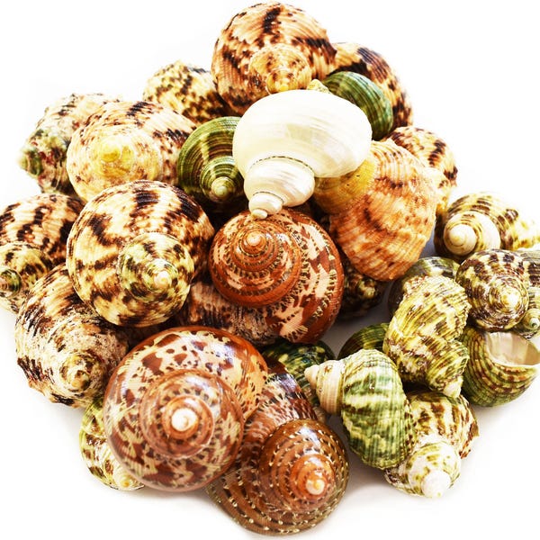 30 Select Assorted Turbo Hermit Crab Shells Lot 1"-2" Size (Opening 1/2"-1") Includes Polished Tapestry, Green, Silver Turbos and more