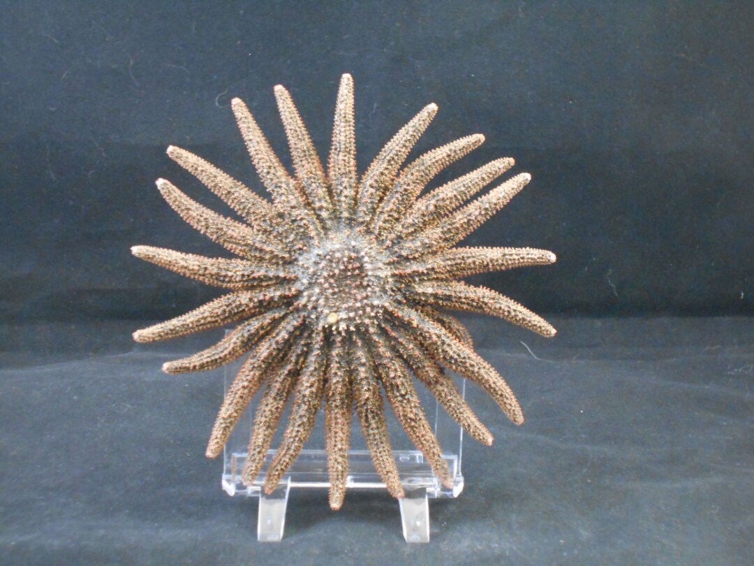 6.5 To 8 Inch Multi-Leg Starfish – Natural Beach Decor – Tropical Reef Craft Supply