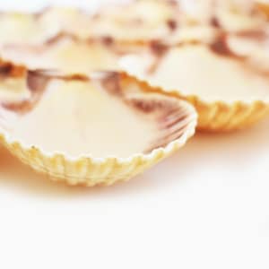 May include: A group of seashells in various sizes and shapes, with a light brown and white color scheme. The shells are arranged in a row, with the largest shell in the front.