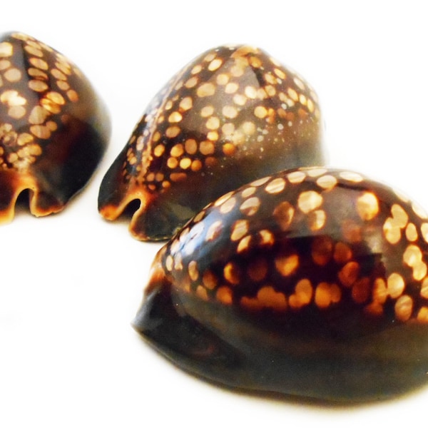 Set of 3 Beautiful Large Humpback Cowrie Shells (Cypraea Mauritiana) 2.5" - 3" Beach Crafts Coastal Cottage Decor