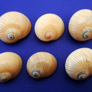 6 Small Nautica Lineata Shells 3/4&quot;-1&quot; (20-25mm) Hermit Crabs Kids Crafts Hobby
