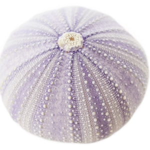 May include: A purple sea urchin shell with a white center and a textured surface.