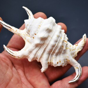 3-Pack: Beautiful Spyder Conch Shell Lambis Chiragra 4-5 Collection/Decor Air Plant Holder image 7