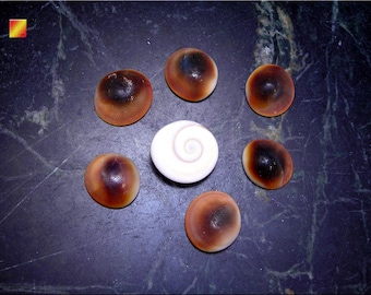 Set of 6 Red Cat Eye Shells - 1/2" - 1" - "Shiva Shells" for Crafts and Beach Cottage Decor