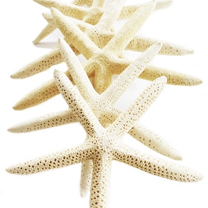 May include: A group of five beige starfish arranged in a vertical stack. The starfish are all facing the same direction with their points extending outwards. The starfish are on a white background.