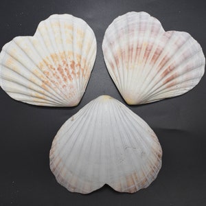 Set of 3 Heart Shaped Natural Scallop Shells (4") Beach Crafts Coastal Decorating Painting Decoupage
