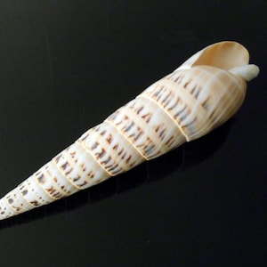 May include: A long, conical seashell with a cream and brown striped pattern. The shell has a spiral shape and a pointed tip. The opening of the shell is visible at the top. The shell is lying on a black surface.